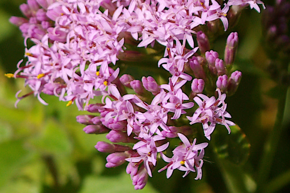 Adenostyles alpina (= glabra) e A. alliariae